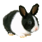 bunny - Nemokamas animacinis gif animuotas GIF