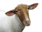 Kaz_Creations Sheep - nemokama png animuotas GIF