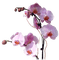 flores*kn* - фрее пнг анимирани ГИФ