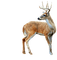 hirsch deer cerf