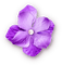 soave deco flowers scrap pearl vintage purple