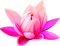 Y.A.M._Fantasy Summer flowers - PNG gratuit GIF animé