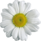 Kaz_Creations Deco Flowers Camomile Flower - δωρεάν png κινούμενο GIF