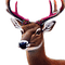 kikkapink winter deer animal - png gratis GIF animado