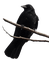 Ravens - besplatni png animirani GIF