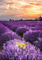 animated lavender background - Ilmainen animoitu GIF animoitu GIF