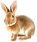 Kaz_Creations Animals Rabbit Hare - 免费PNG 动画 GIF