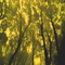 forest - besplatni png animirani GIF