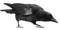 Ravens - δωρεάν png κινούμενο GIF