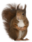 squirrel-animal- minou52