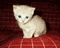 scary kitty - GIF animé gratuit