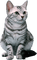 Kaz_Creations Cat Kitten - nemokama png animuotas GIF