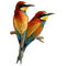 patymirabelle oiseau - PNG gratuit GIF animé