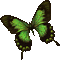 Green Butterfly - Animovaný GIF zadarmo animovaný GIF