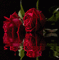 RED ROSE2 - 無料のアニメーション GIF アニメーションGIF