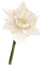 daffodil Bb2 - Free PNG Animated GIF