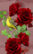 BIRDS and ROSES - Δωρεάν κινούμενο GIF κινούμενο GIF