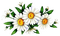 flowers - zdarma png animovaný GIF