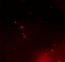 Red.Burgundy.Lights.gif.Victoriabea - Безплатен анимиран GIF