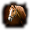 tube cheval - png gratis GIF animasi