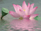 lotus - GIF animé gratuit GIF animé