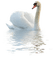cisne  blanco dubravka4 - Free PNG Animated GIF
