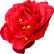 blomma--flower--red--röd - Free PNG Animated GIF