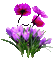 Fleur- purple