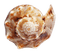 conch - kostenlos png Animiertes GIF