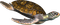 Sea.Turtle.Brown.Black - png gratuito GIF animata