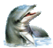 dolphin deco - GIF animado gratis GIF animado