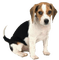 Chien - 免费PNG 动画 GIF