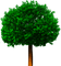 baum - Free PNG Animated GIF