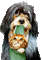 chien & chat ( - Безплатен анимиран GIF анимиран GIF