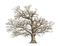 Tree arbre albero baum дерево ROSALIA73 - PNG gratuit GIF animé
