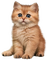 Kätzchen, Beige - 免费PNG 动画 GIF
