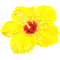 Animated.Flower.Yellow.Red - By KittyKatLuv65 - Free animated GIF Animated GIF