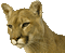 mountain lion bp - Darmowy animowany GIF animowany gif