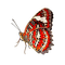 Motyl m - darmowe png animowany gif
