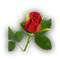 ROSE - Free PNG Animated GIF