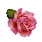 pink rose glitter - GIF animé gratuit GIF animé