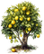 lemons, tree, yellow, citrons, arbre, jaune - png gratuito GIF animata