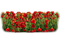 flores transparentes amapolas dubravka4 - Free PNG Animated GIF