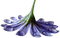 dolceluna blue flower teardrop - ücretsiz png animasyonlu GIF
