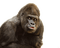Kaz_Creations Animals Animal - безплатен png анимиран GIF