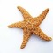 étoile de mer - PNG gratuit GIF animé
