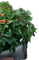 Steingarten - безплатен png анимиран GIF