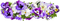 pansy flowers bp - gratis png animeret GIF