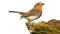 lintu, bird - PNG gratuit GIF animé