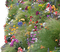 Garten - kostenlos png Animiertes GIF